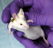 how to analyze mice in laboratory|tagging mice in laboratory.